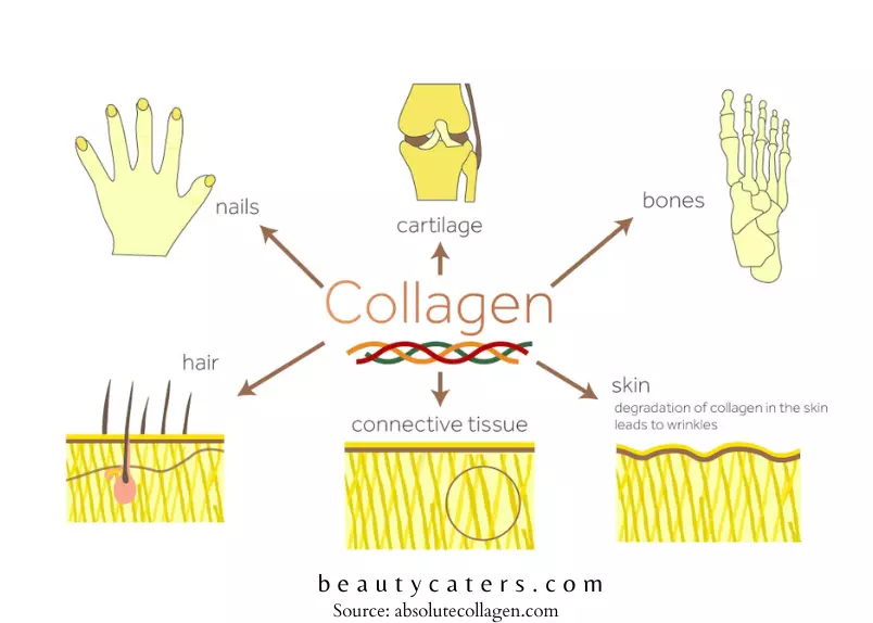 what does collagen do inside our body - presence of collagen
